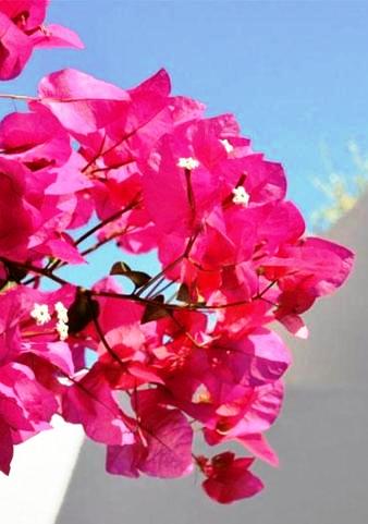 oia hotel Sea paradise traditional houses flowers